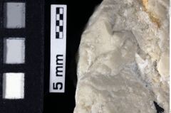 Foto (Detailansicht) von "Tithanotromota" sp. (NHMW-GEO-1990-0041-0161a)